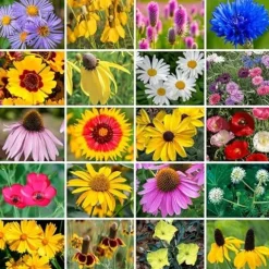Park Seed Wildflower Garden Seeds Mixture Midwest Regional Mix 50 lbs