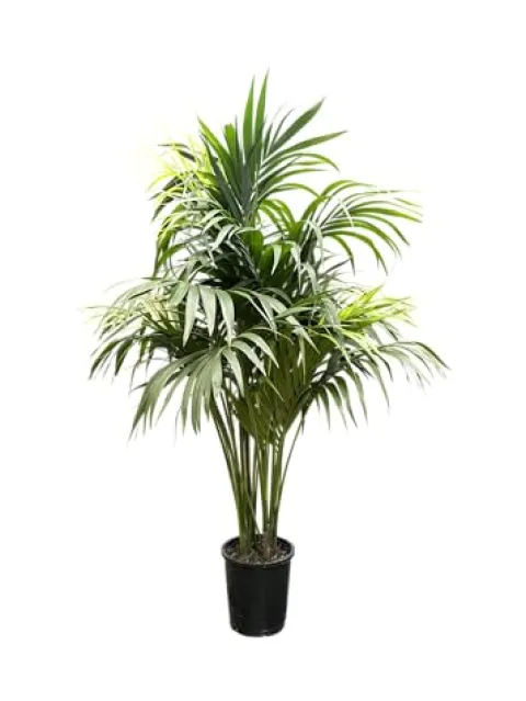 Simply Trees Kentia Palm Indoor House Plant 6-7 Feet Green