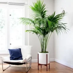 Simply Trees Kentia Palm Indoor House Plant 6-7 Feet Green