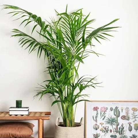 Simply Trees Kentia Palm Indoor House Plant 6-7 Feet Green