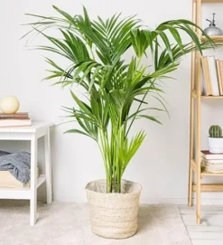 Simply Trees Kentia Palm Indoor House Plant 6-7 Feet Green