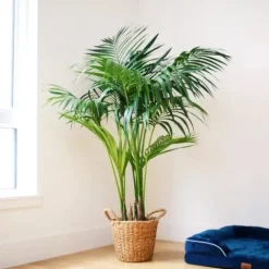 Simply Trees Kentia Palm Indoor House Plant 6-7 Feet Green