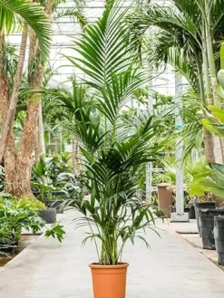 Simply Trees Kentia Palm Indoor House Plant 6-7 Feet Green
