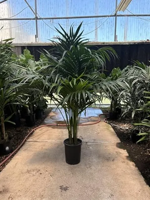 Simply Trees Kentia Palm Indoor House Plant 6-7 Feet Green