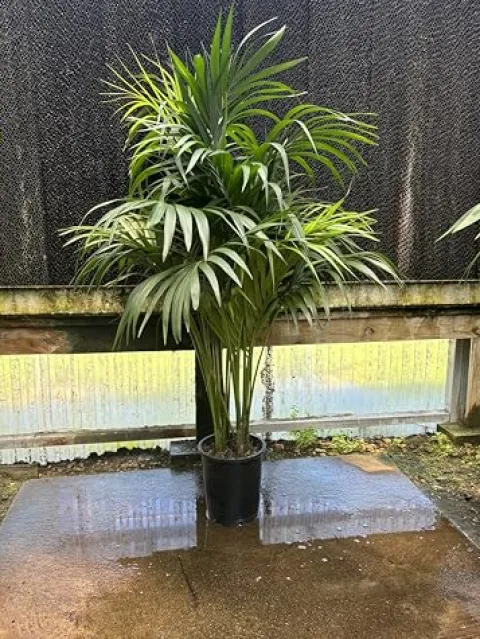 Simply Trees Kentia Palm Indoor House Plant 6-7 Feet Green