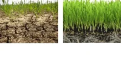 SOIL MOIST SAP Super Absorbent Polymer Water-Storing Crystal Gel White, 45 Pounds