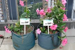 SOIL MOIST SAP Super Absorbent Polymer Garden and Lawn Soil Treatment White