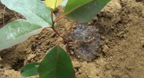 Soil Moist SAP Super Absorbent Polymer White 45 Lb.