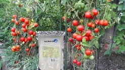 Soil Moist SAP Super Absorbent Polymer Water Retention Polymer for Grass and Gardens 45 Lb.