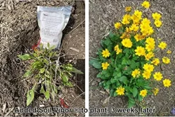 Soil Vigor Commercial Grade Super Absorbent Polymer Water Crystal 45 Pound Clear