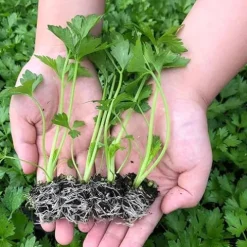 Soil Vigor Potassium SAP for Efficient Watering and Fertilization 40 Pounds