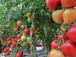 Soil Vigor Potassium SAP for Efficient Watering and Fertilization 40 Pounds