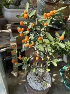 Soil Vigor Water and Fertilizer Reducing Soil Amendments 45 Pounds White