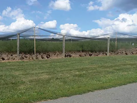 Stromberg’s 1″ Knotted Game Bird Netting Black – Heavy Duty, UV-Resistant, 85 lb Break Strength, 50′ x 100′