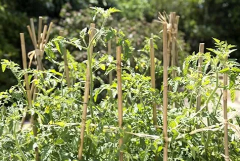 SuperMoss Bamboo Plant Stakes 24” Natural 1,000Pk