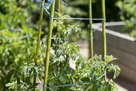 SuperMoss Bamboo Plant Stakes 24” Natural 1,000Pk