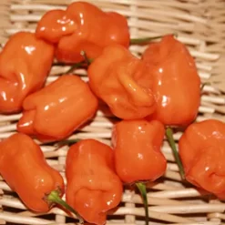 Sustainable Seed Company Organic Orange Habanero Hot Pepper Seeds 1 Lb Non-GMO Heirloom