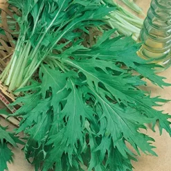 Sustainable Seed Company Organic Mizuna Mustard Seeds 25 Lb Non-GMO Heirloom White