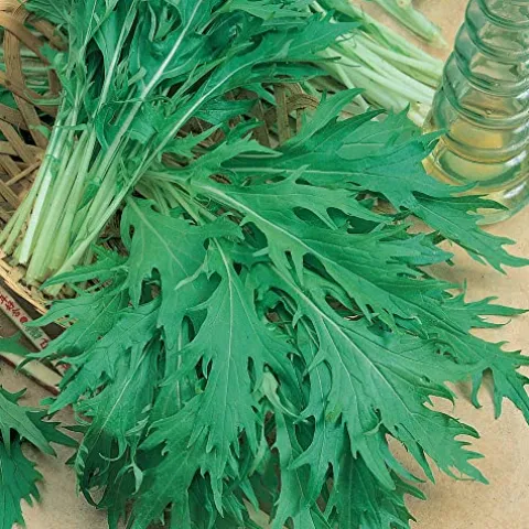 Sustainable Seed Company Organic Mizuna Mustard Seeds 25 Lb Non-GMO Heirloom White