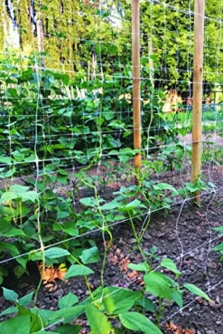 Tenax HORTONOVA LM 79″ x 3280 White