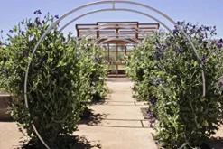 Terra Trellis Original Gracie Modern Arbor Moongate Oxide