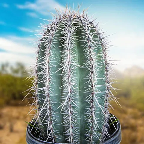 The Cactus Outlet Live Saguaro Cactus 2′ Green
