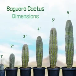 The Cactus Outlet Live Saguaro Cactus 2′ Green