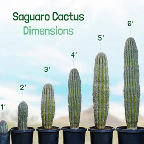 The Cactus Outlet Live Saguaro Cactus 2′ Green