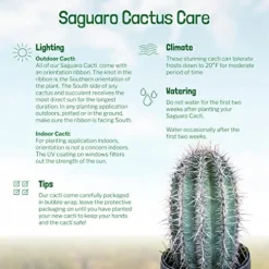 The Cactus Outlet Live Saguaro Cactus 2′ Green