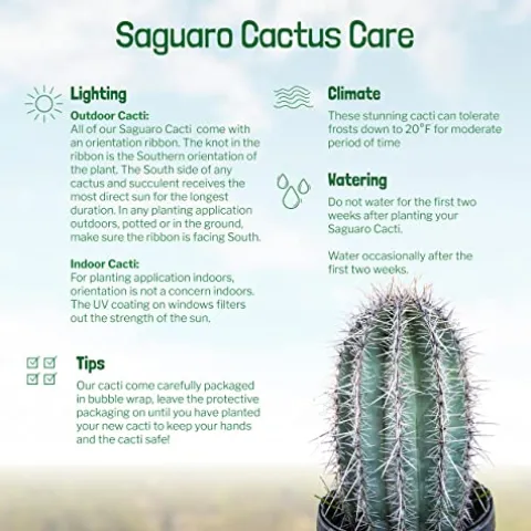 The Cactus Outlet Live Saguaro Cactus 2′ Green