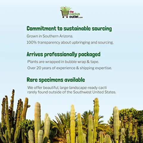 The Cactus Outlet Live Saguaro Cactus 2′ Green