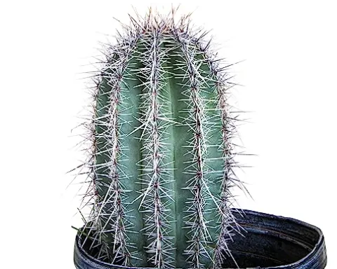 The Cactus Outlet Live Saguaro Cactus 2′ Green