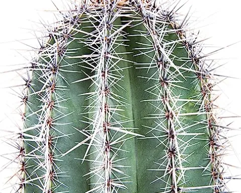 The Cactus Outlet Live Saguaro Cactus 2′ Green