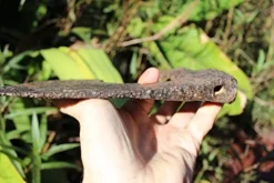 Unknown Huge Iron Cutting Axe #12 Medieval Viking Design