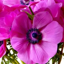 Votaniki Anemone De Caen Sylphide Bulbs – Pink Perennial Flowers (500 Pack)