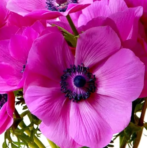 Votaniki Anemone De Caen Sylphide Bulbs – Pink Perennial Flowers (500 Pack)