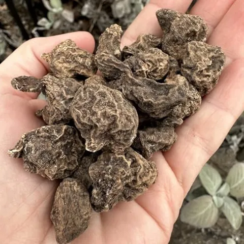 Votaniki Anemone De Caen Sylphide Bulbs – Pink Perennial Flowers (500 Pack)